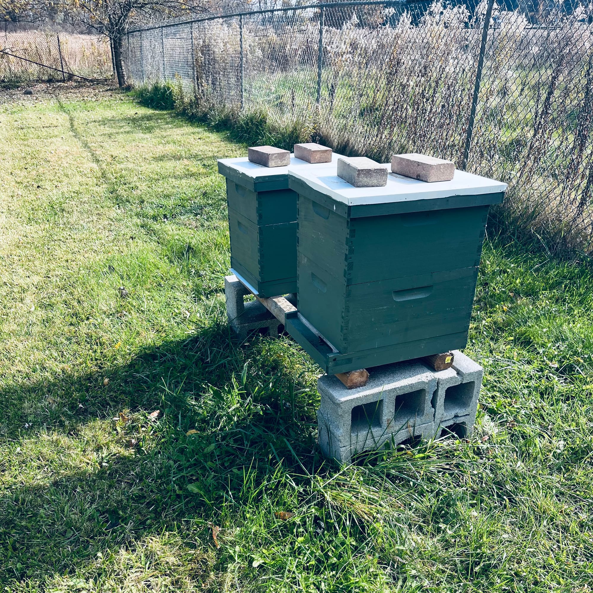 The Bees