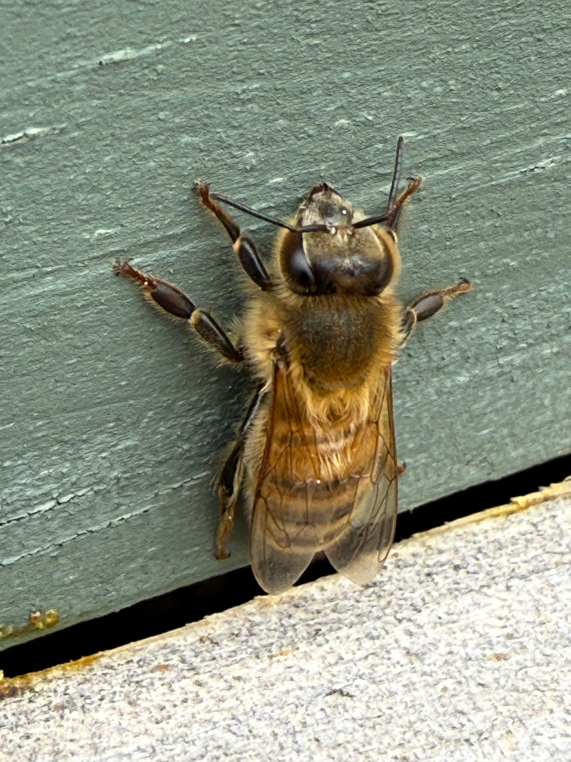 Beehive inspection