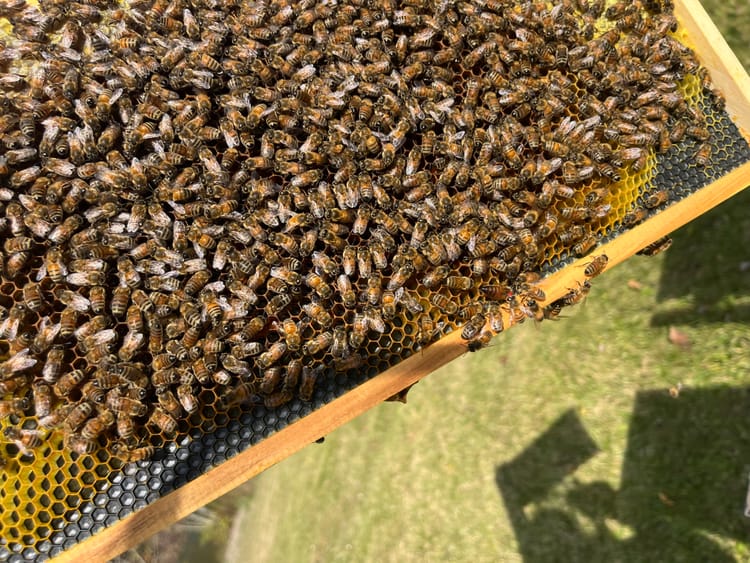 Late October Inspection