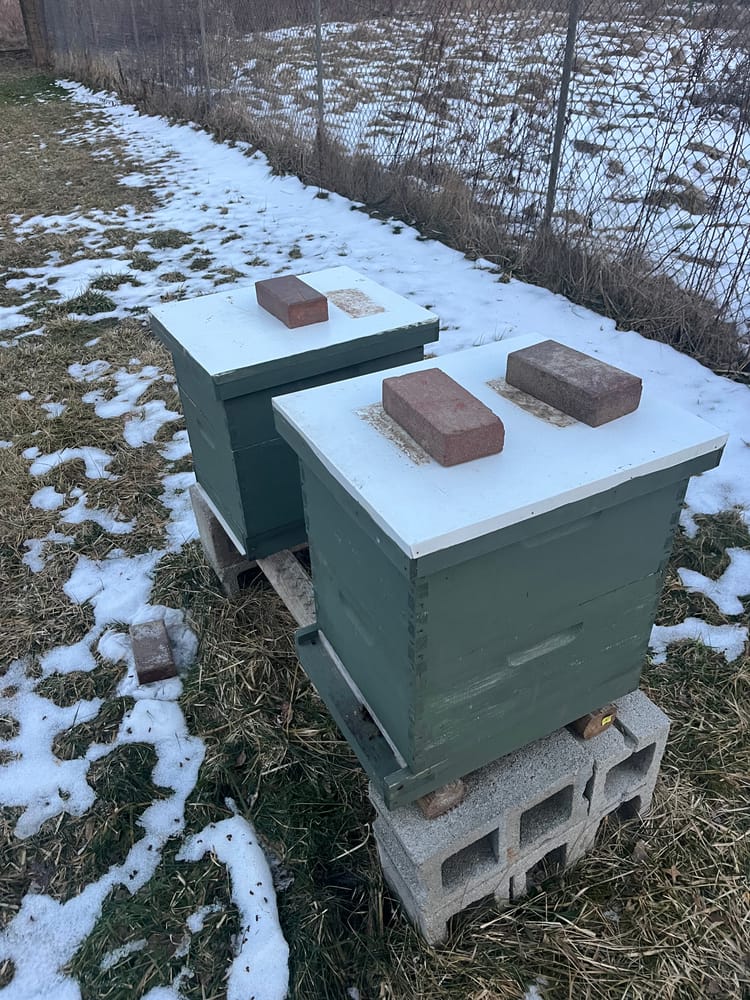Winter Beekeeping Update