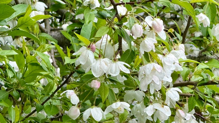 Spring Struggles: A Beekeeper's Lesson Learned