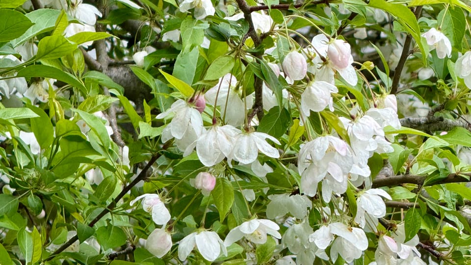 Spring Struggles: A Beekeeper's Lesson Learned